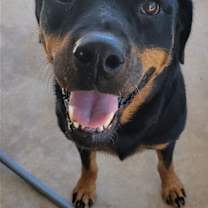 Thumbnail photo of Sweetie #2