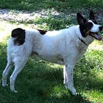 Thumbnail photo of Wilfred #4