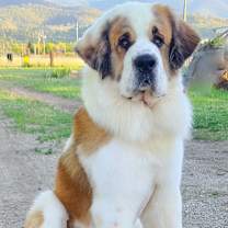 Thumbnail photo of Moose #1