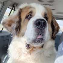 Thumbnail photo of Moose #2