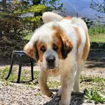 Thumbnail photo of Moose #3