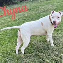 Thumbnail photo of Chyna #2