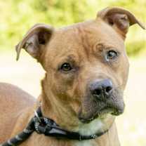 Thumbnail photo of Cassie - so SWEET #1