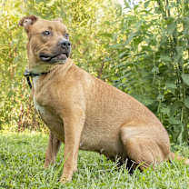 Thumbnail photo of Cassie - so SWEET #2
