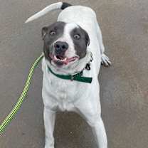 Thumbnail photo of Baxter #1