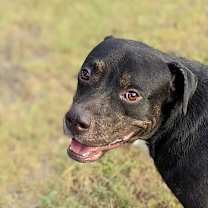 Thumbnail photo of Stevie #2