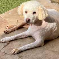Thumbnail photo of Baylee #3