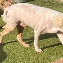 Thumbnail photo of Baylee #4