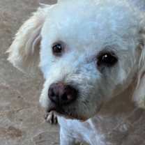 Thumbnail photo of Baylee #1