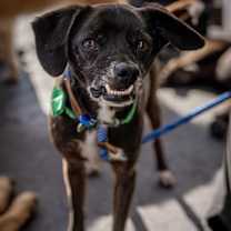 Thumbnail photo of Scamp #1