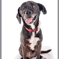 Thumbnail photo of Scamp #2