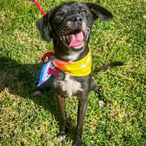 Thumbnail photo of Scamp #3