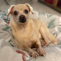 Thumbnail photo of Rosie #1