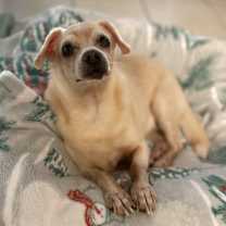 Thumbnail photo of Rosie #2