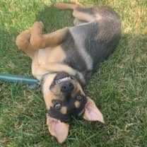 Thumbnail photo of Sage #3