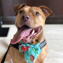 Thumbnail photo of Brownie #3