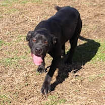 Thumbnail photo of Raven #1