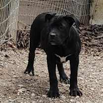 Thumbnail photo of Raven #2