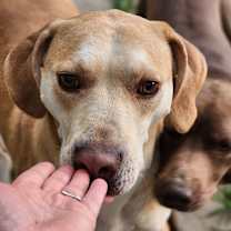 Thumbnail photo of Violet (bonded with Carter) #2