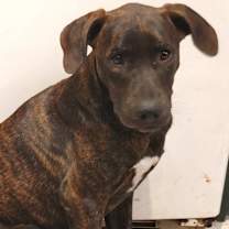 Thumbnail photo of Colt #2