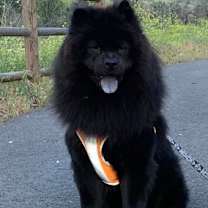 Thumbnail photo of Leo (Chow) #1
