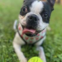 Thumbnail photo of Stich Chonkers, VA #1