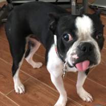 Thumbnail photo of Stich Chonkers, VA #2
