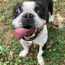 Thumbnail photo of Stich Chonkers, VA #4