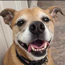 Thumbnail photo of Aubie #3