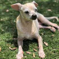 Thumbnail photo of Rosie #3