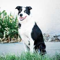 Thumbnail photo of Rocco #4