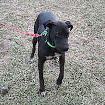 Thumbnail photo of Ronni #2