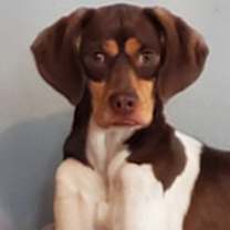 Thumbnail photo of Milo #1