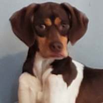 Thumbnail photo of Milo #2