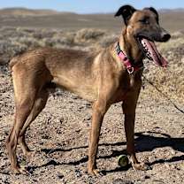 Thumbnail photo of Scooby #4