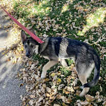 Thumbnail photo of CoCo #2