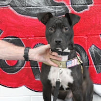Thumbnail photo of Bo #1