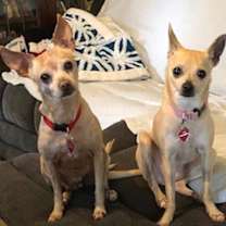 Thumbnail photo of CC & Lulu #2