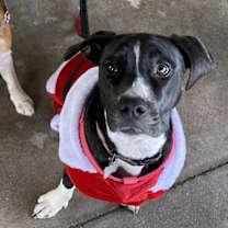 Thumbnail photo of Moo Moo #2