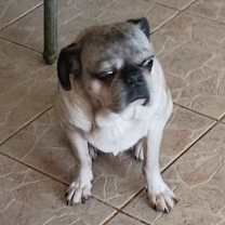 Thumbnail photo of ROCKY #2