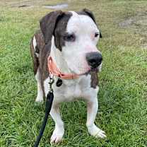 Thumbnail photo of Nemo #2