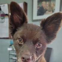 Thumbnail photo of CoCo #1
