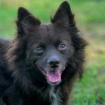 Thumbnail photo of CoCo #2