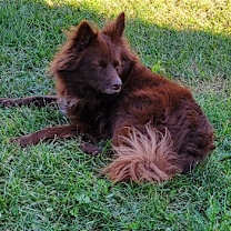 Thumbnail photo of CoCo #4
