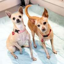 Thumbnail photo of CC & Lulu #1