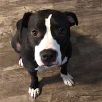 Thumbnail photo of Oreo #2