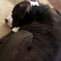Thumbnail photo of Oreo #3