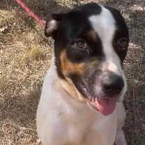 Thumbnail photo of Merlin #2