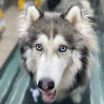 Thumbnail photo of Aurora *Special Medical Needs* #3