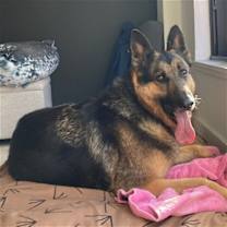 Thumbnail photo of Checkers #1